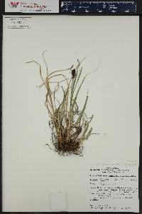 Carex chalciolepis image