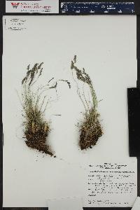 Poa nemoralis subsp. interior image