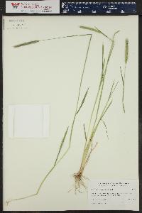 Hordeum brachyantherum image