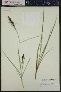 Carex kelloggii image