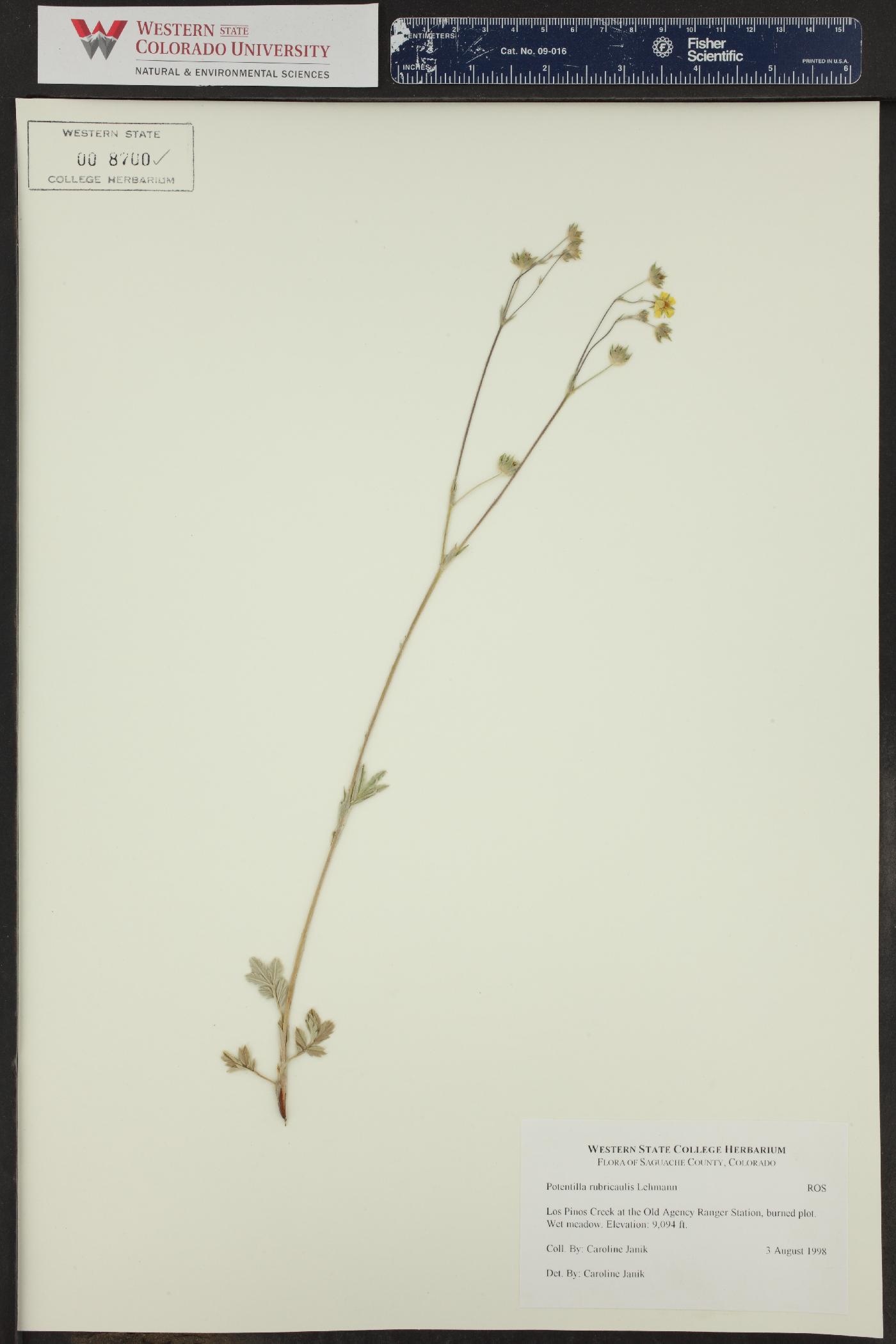 Potentilla rubricaulis image