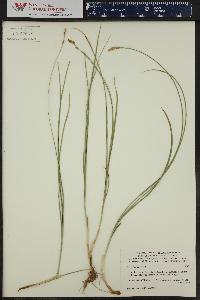 Carex foenea image