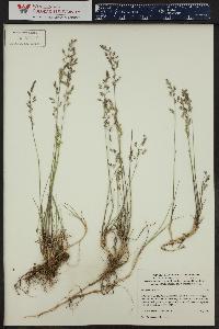 Poa arctica image