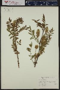 Glycyrrhiza lepidota image