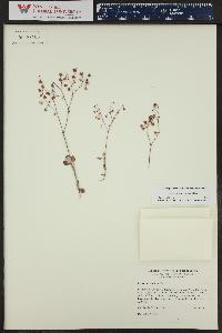 Eriogonum cernuum image