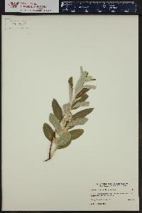 Elaeagnus commutata image