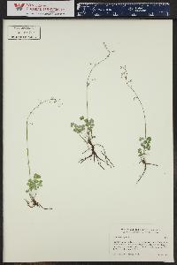 Thalictrum alpinum image