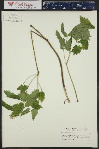 Actaea rubra image