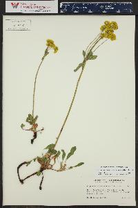 Eriogonum umbellatum var. aureum image