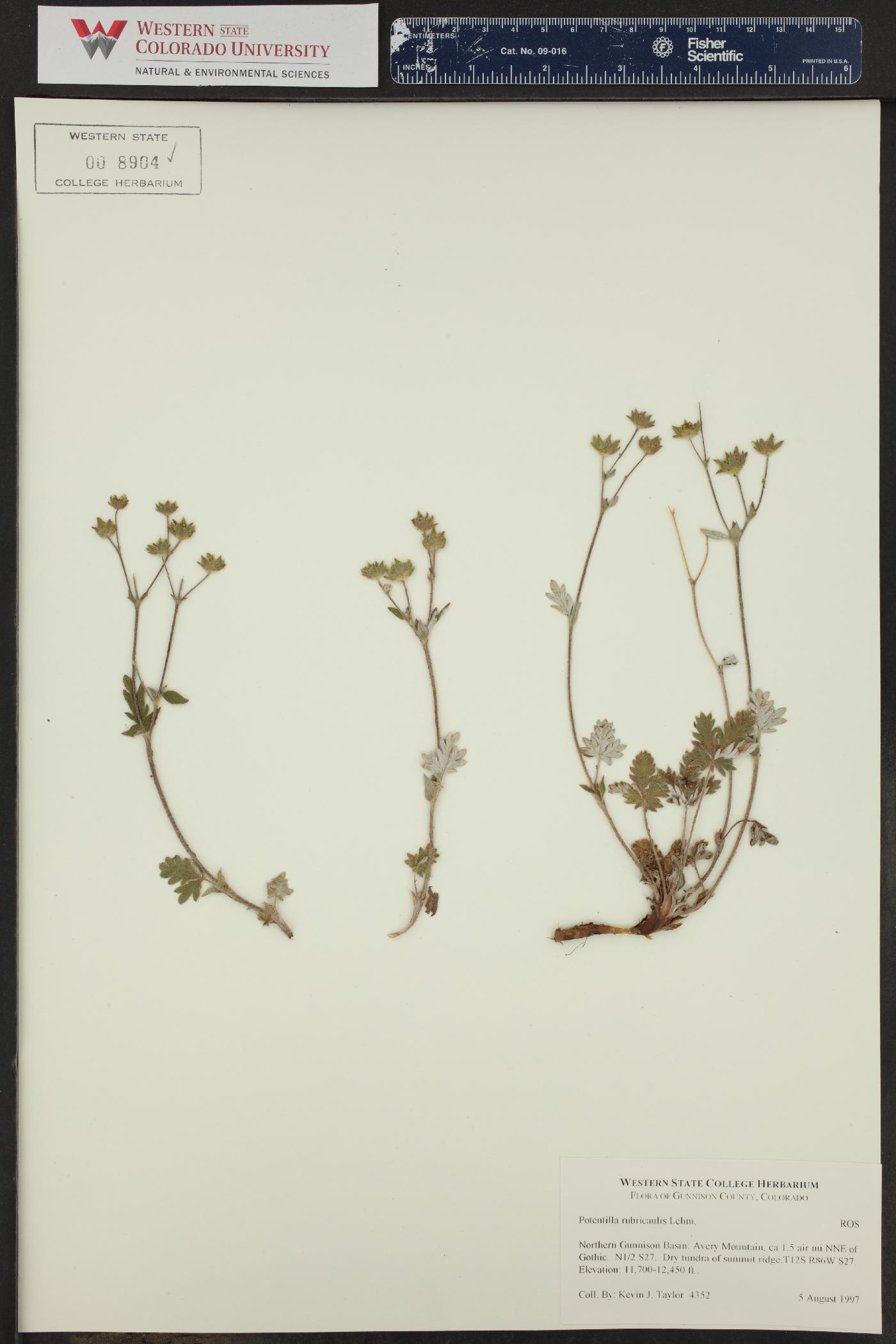 Potentilla rubricaulis image