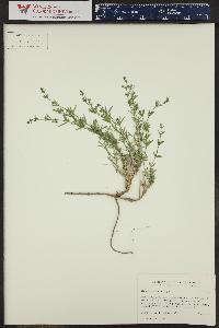 Galium coloradoense image