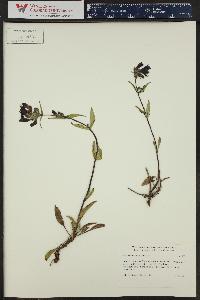 Penstemon whippleanus image