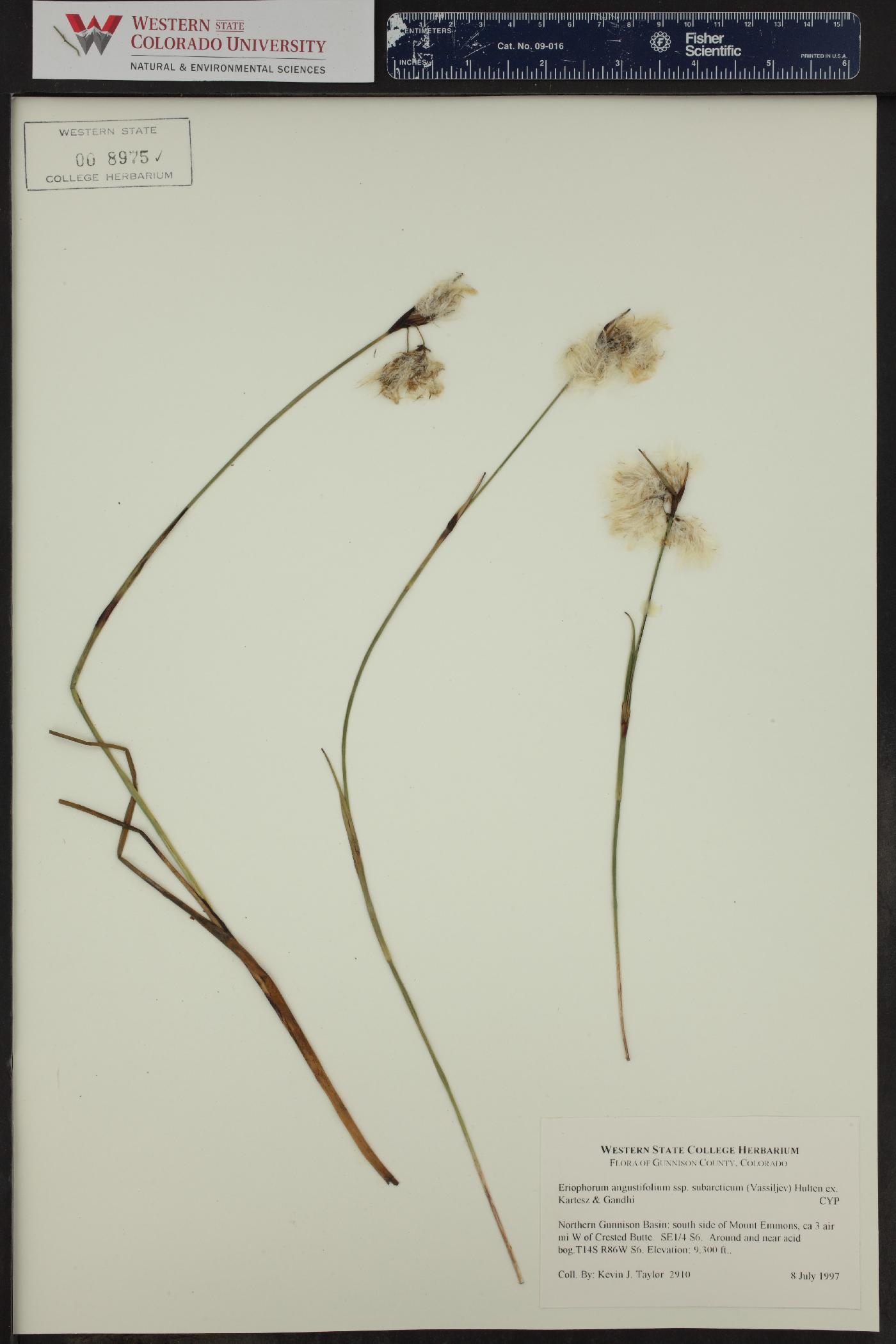 Eriophorum angustifolium subsp. subarcticum image