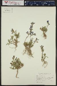 Penstemon retrorsus image