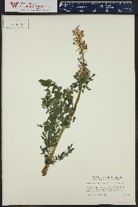 Corydalis caseana image