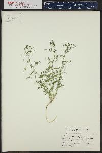 Vicia ludoviciana image