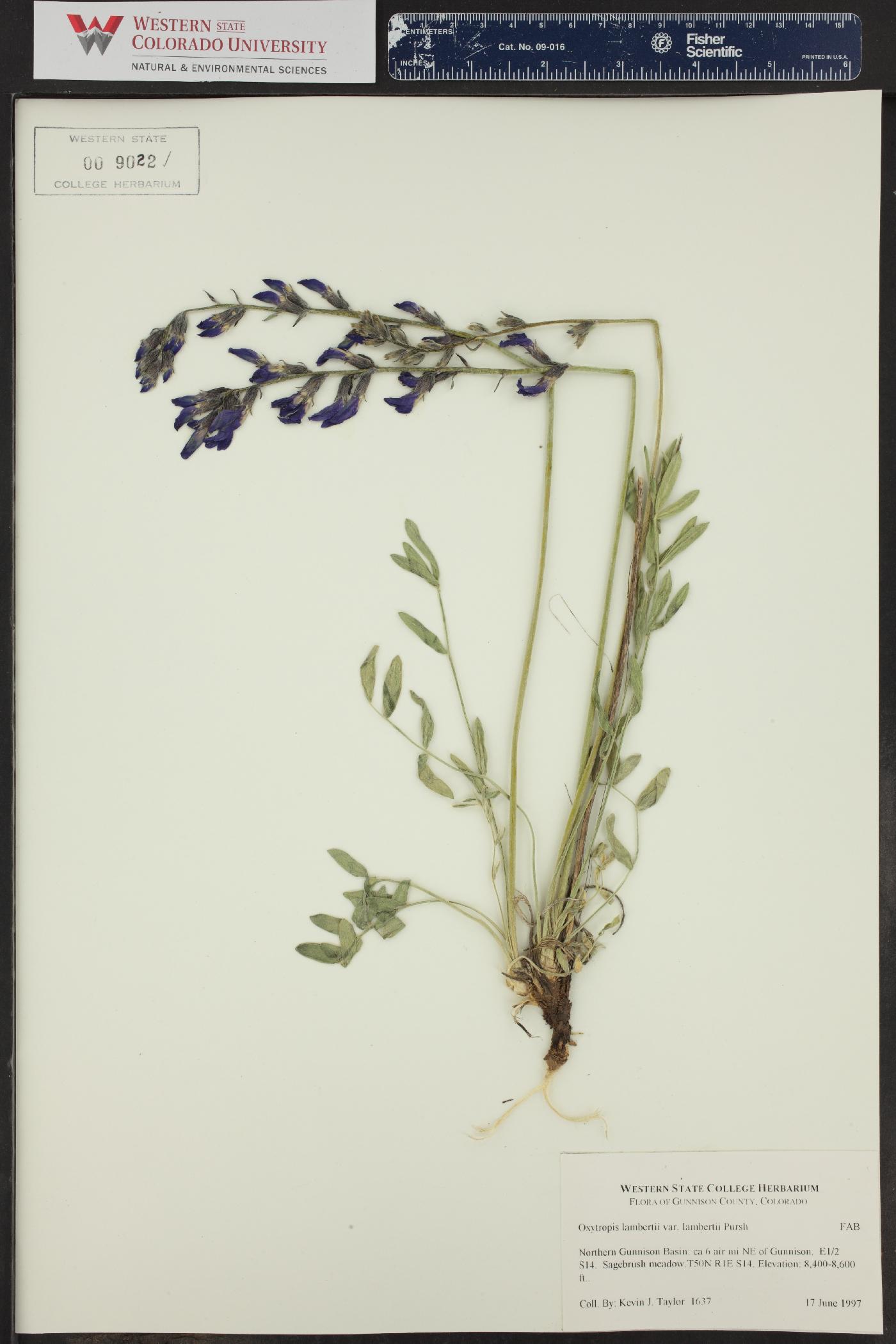 Oxytropis lambertii var. lambertii image