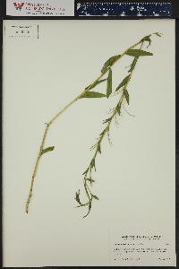 Epilobium saximontanum image