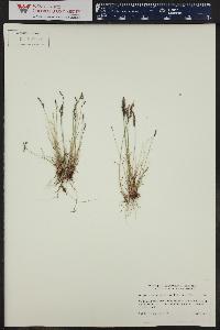 Poa glauca subsp. rupicola image