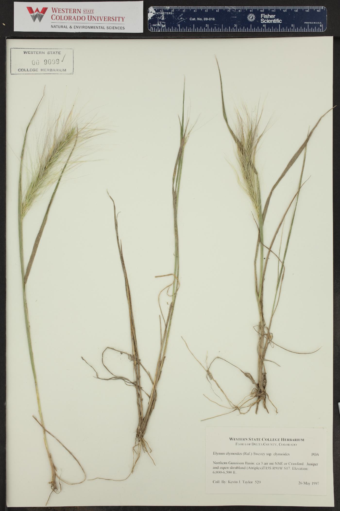 Elymus elymoides subsp. elymoides image