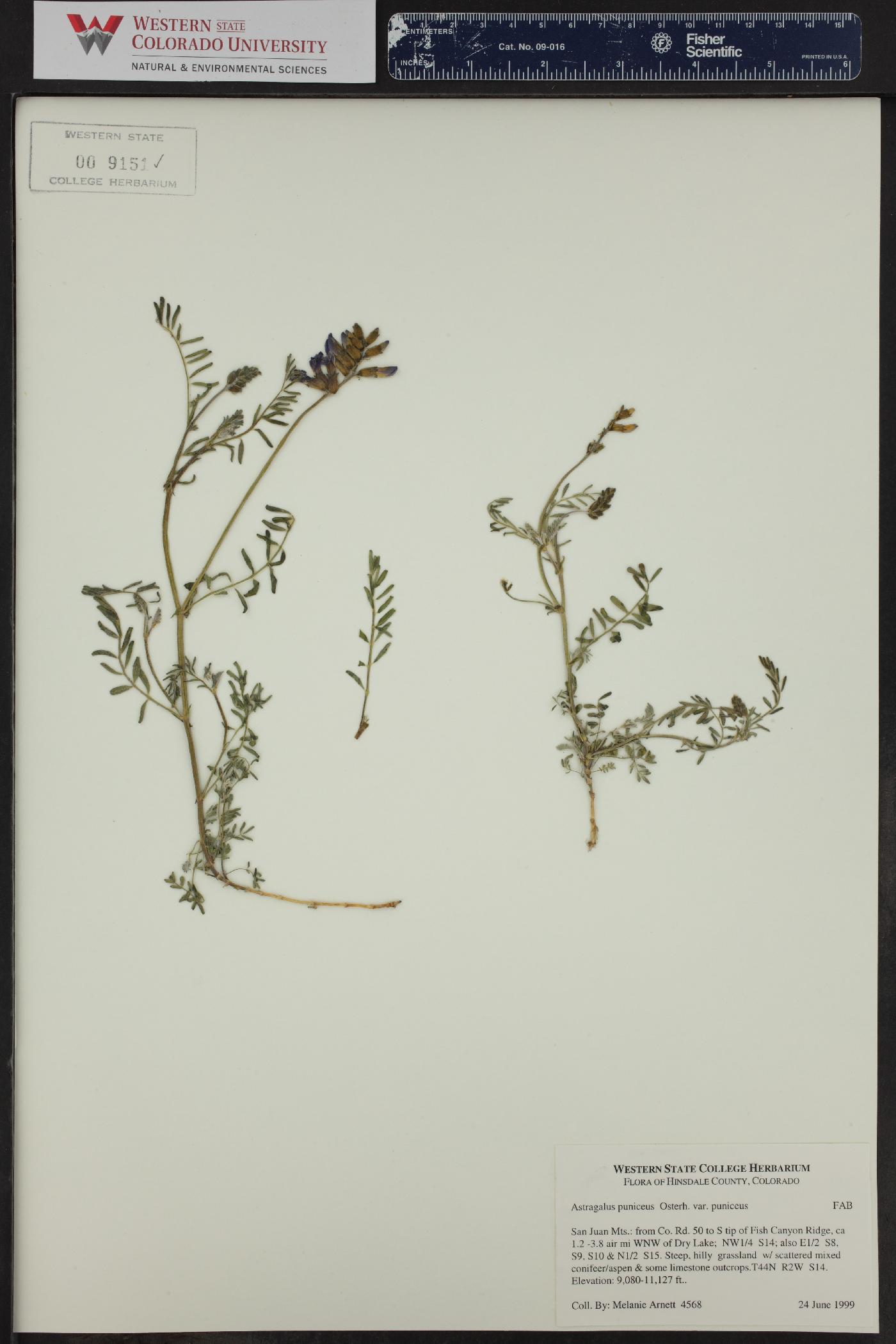 Astragalus puniceus image