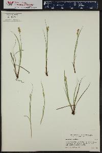 Carex echinata image