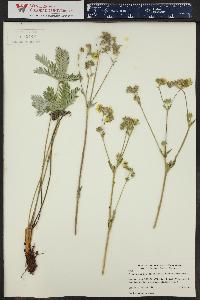 Potentilla gracilis image