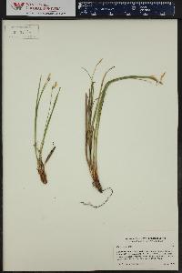 Carex geyeri image