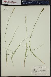 Carex canescens var. canescens image