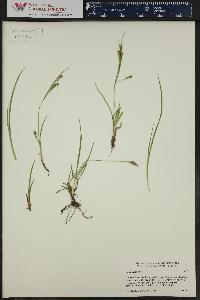 Carex aurea image