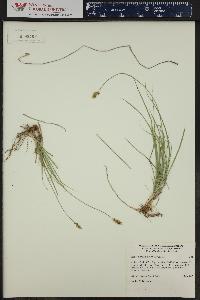Carex vallicola var. vallicola image