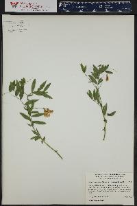 Lathyrus lanszwertii image
