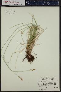 Carex occidentalis image