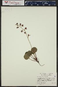 Pyrola asarifolia image