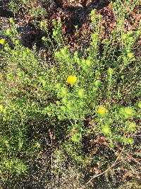 Grindelia lanceolata var. lanceolata image