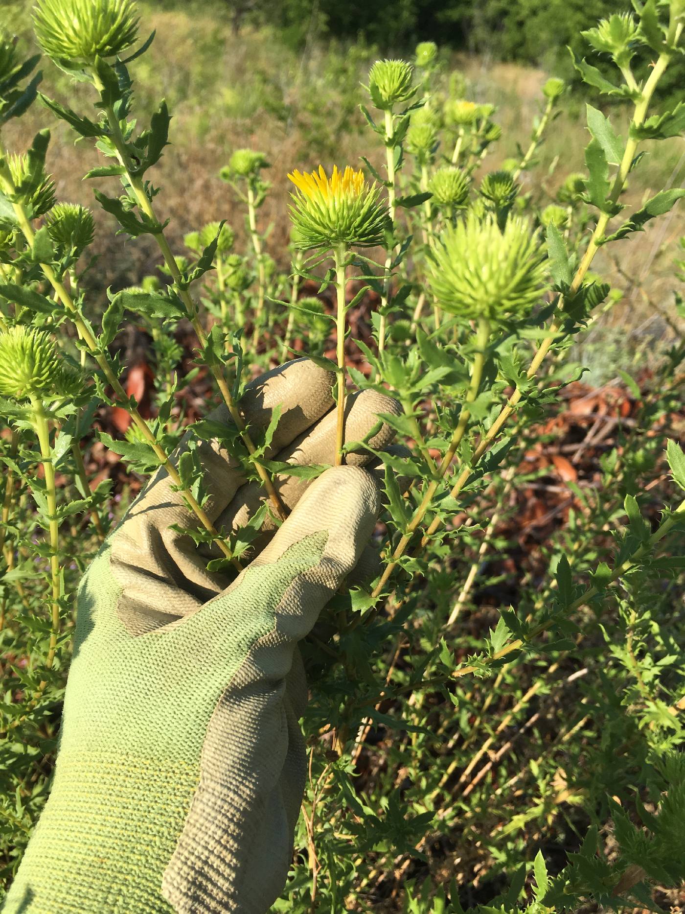 Grindelia lanceolata image