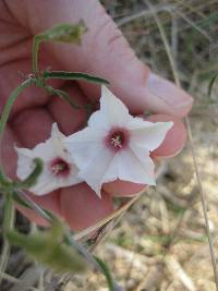 Convolvulus equitans image