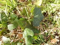 Hedera hibernica image