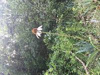 Image of Echinacea atrorubens