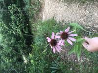 Echinacea angustifolia image