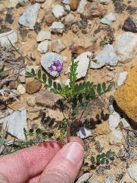 Image of Astragalus leptocarpus