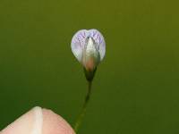 Vicia tetrasperma image