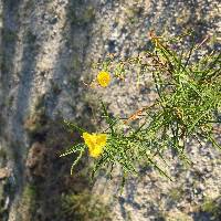 Calylophus berlandieri image