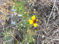 Coreopsis tinctoria image