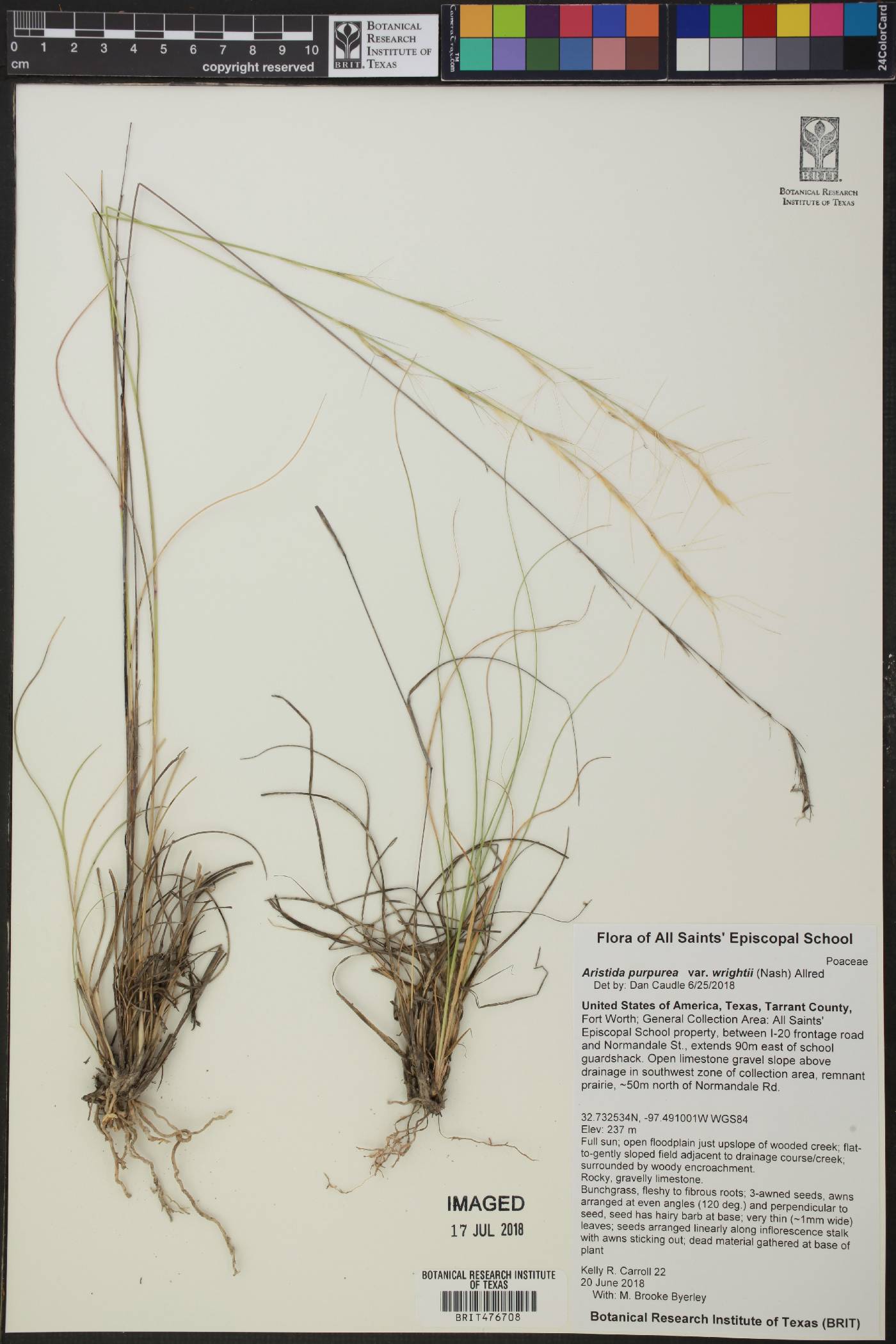 Aristida purpurea var. wrightii image