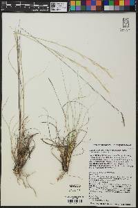 Aristida purpurea image