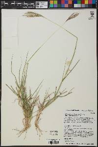 Bothriochloa ischaemum image