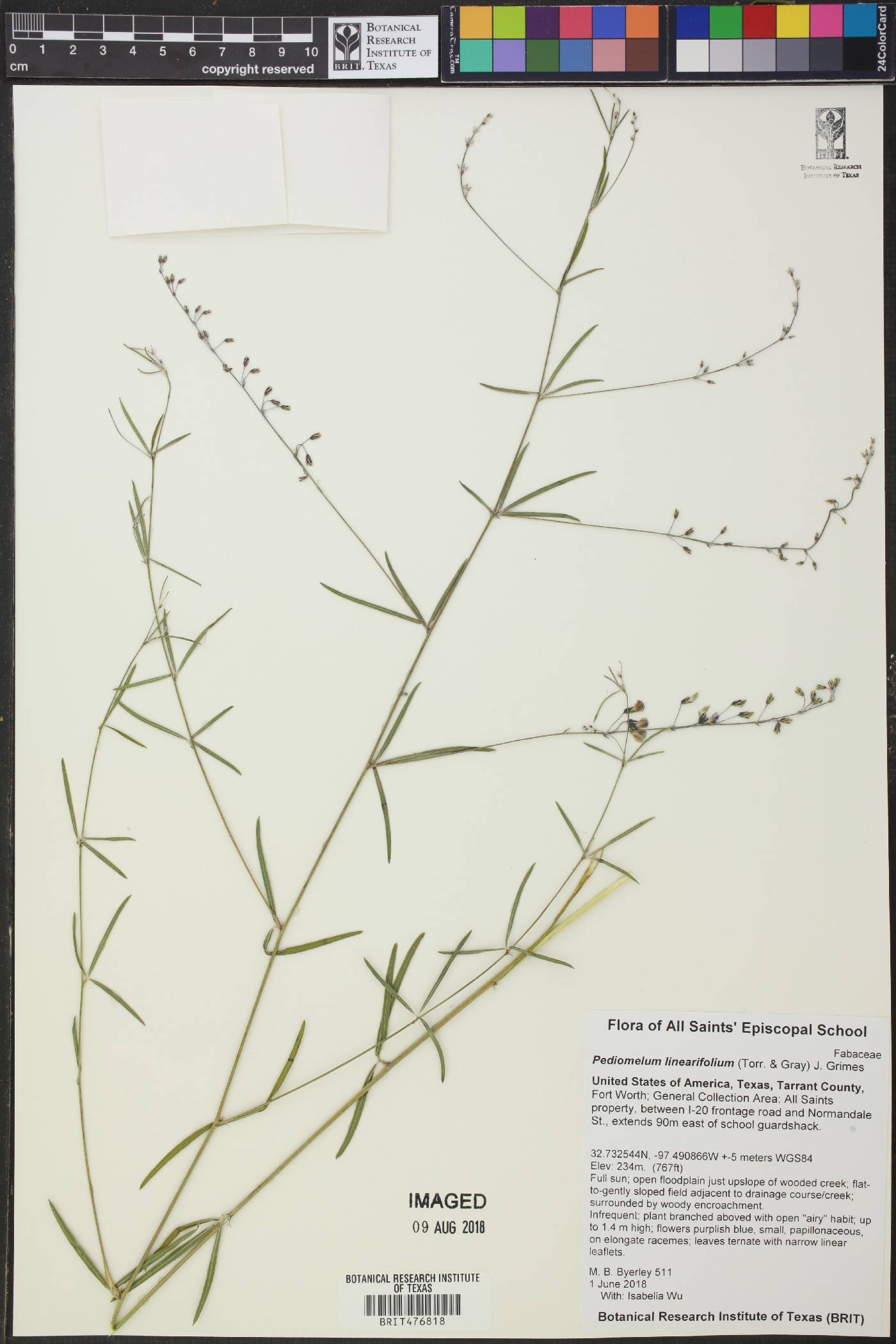 Pediomelum linearifolium image