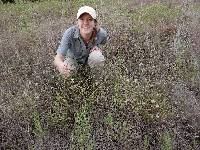 Agalinis heterophylla image