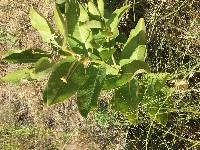 Asclepias viridis image